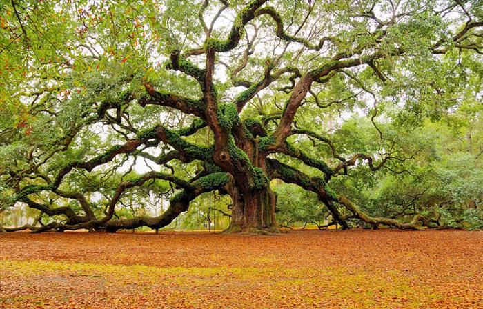 Spectacular Trees Around the World C7af2f15-6e66-4a6f-a965-a54c9252d050