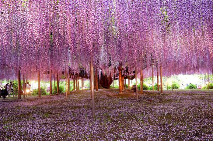 Spectacular Trees Around the World Fb61b6c2-b6e1-41c1-94a7-5c2efecb014e