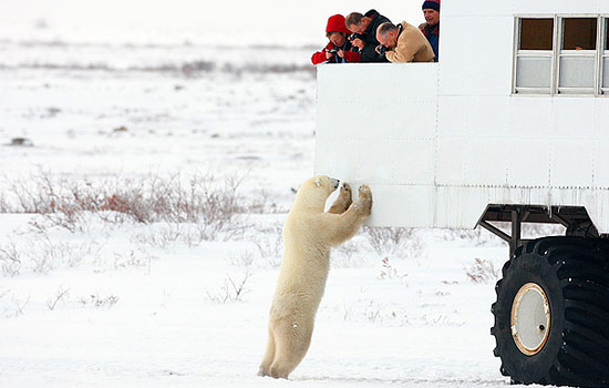 BLOQUE I FENÓMENOS Y HECHOS CANADA Canada-polar-bear-train-tours