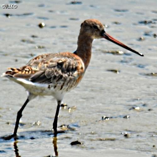 un oiseau à trouver - ajonc - 28 septembre bravo Jovany Ob_44a61f_a