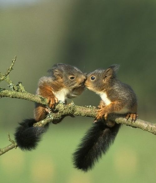 Calin collectif Bebes-animaux-trop-mignons-1014119_large