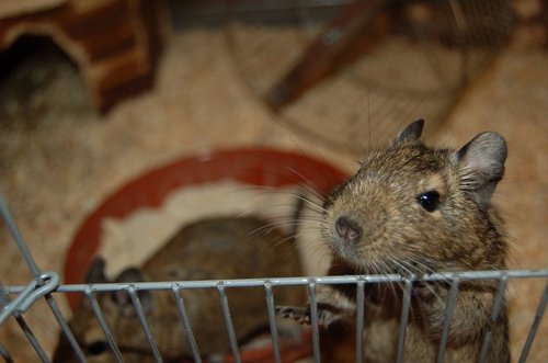 Degu priežiūra ir mityba 226544_218454151513573_100000469686001_915378_3721233_n_large