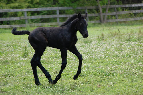 DONS PHOTO & SITES. bis - Page 2 Black_Foal___Rear__by_InnocenceIsOptional_large