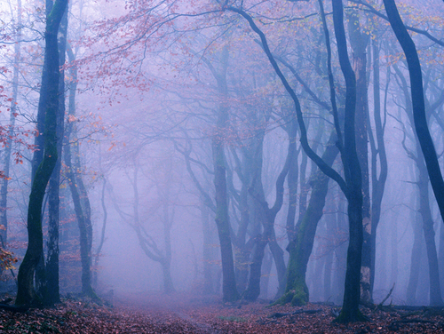 Мъгливата пътека Beautiful-januarymidnight-landscape-nature-purple-Favim.com-268056_large