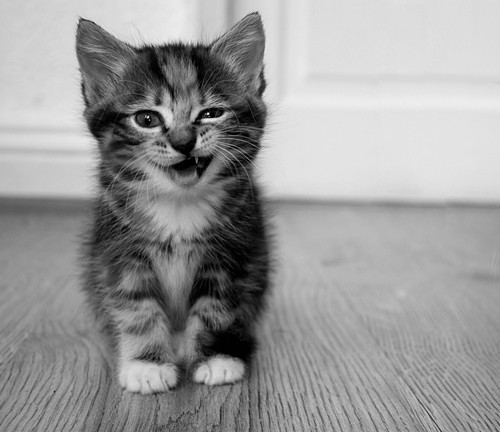 ~Het praat topic~ - Pagina 8 Adorable-awesome-aww-cat-cute-Favim.com-336211_large