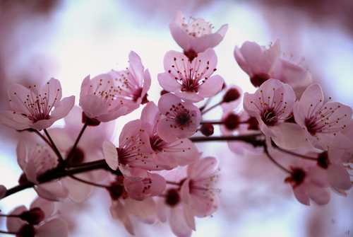 Florile placere pentru ochi si suflet I - Pagina 22 Cherry_Blossom_by_HappilyInsane1_large