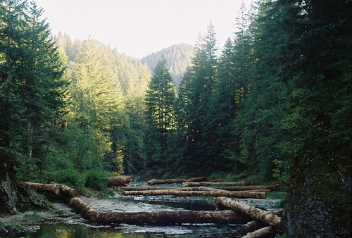  Реката, минаваща през боровата гора Tumblr_m2dr4kFfGc1qfiq49o1_1280_large