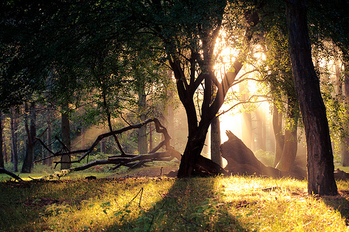 Bosque del Ciervo ~ Tumblr_m4yvq36SxL1qjkapko1_500_large