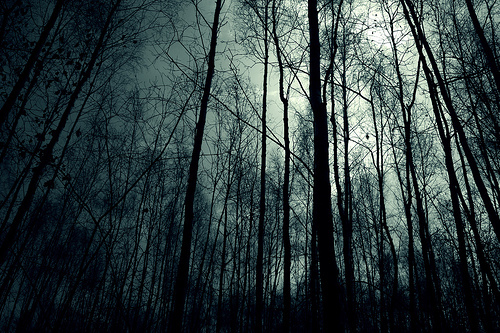 Si nuk do te donit te vdisnit? Dark-forest-night-image-31001_large