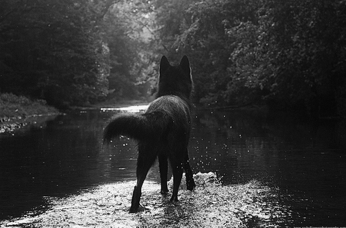The hunger of wolf black (Harry Styles) - Página 2 Amazing-beautifully-black-wolf-cute-Favim.com-678556_large