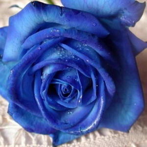 plus belles fleurs Rose-bleue-2