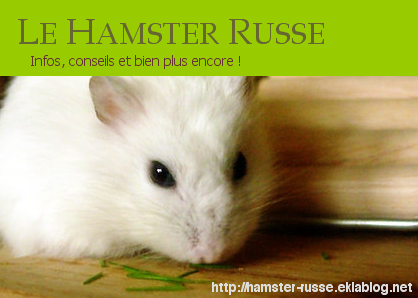 Site sur les hamsters russes Bannierepub1