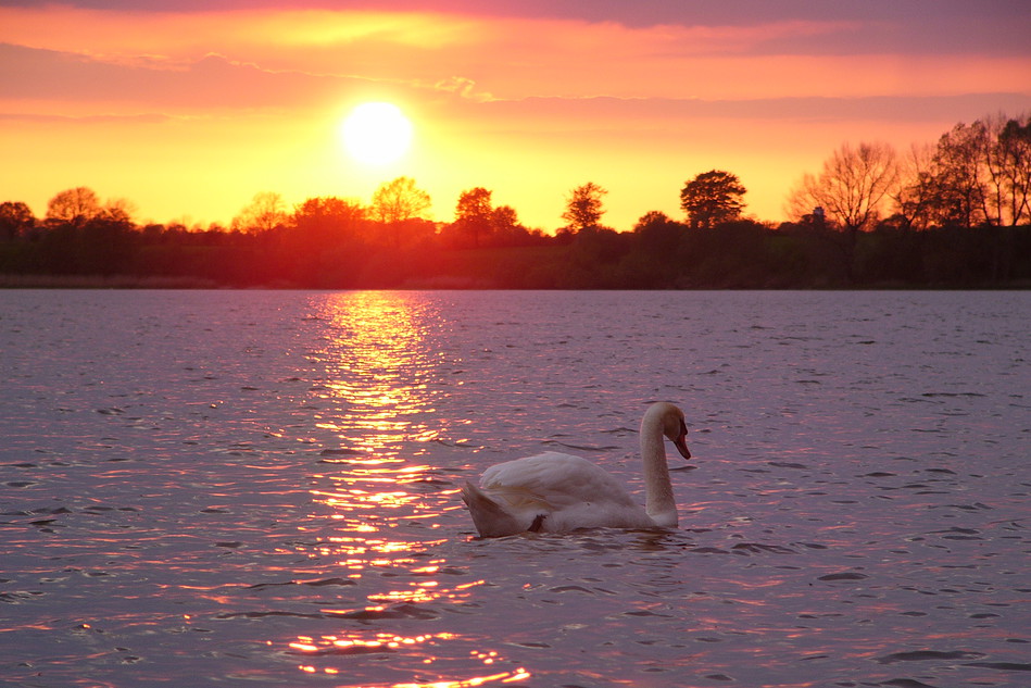 wnsch dir was Digi_sonnenuntergang_schwan