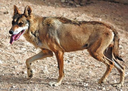 Der Arabische Wolf Arabian-wolf