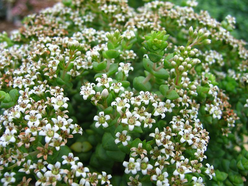 ID crassulas Crassula-rupestris-Tom-Thumb-26octobre2005011