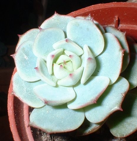 Autre id Echeveria Echeveria_derenbergii