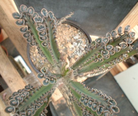 tubiflora / daigremontiana ? Kalanchoe_hybrida