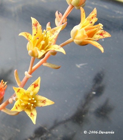 Id, X Graptoveria X_Graptoveria_Pik_ruz_fleurs