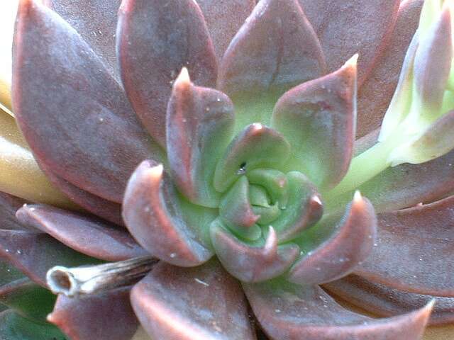 idf de ma plante Echeveria.Black.Prince