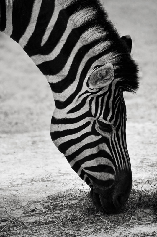 Zebre... DSC_7751