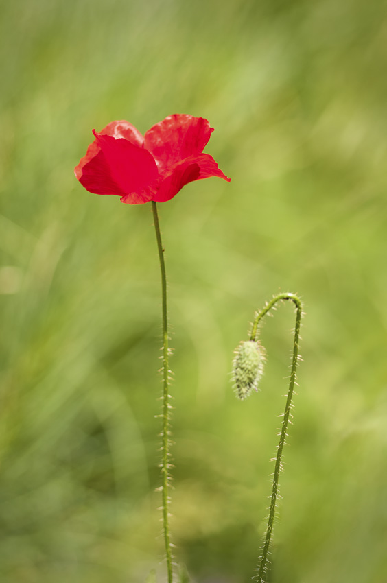 Coquelicot 20130602_DSC_1383%20copie