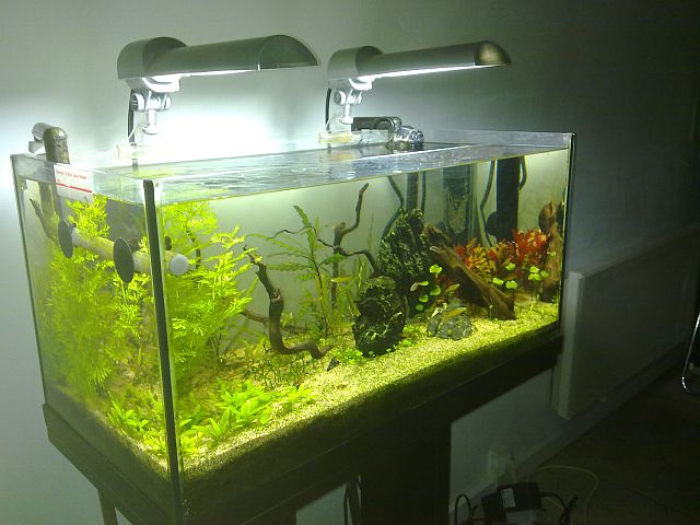 aquarium 60l nano Sulawesi (Thierry) Ens4