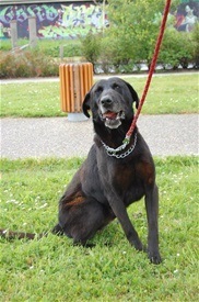 DACO - x labrador 6 ans  (2 ans de refuge)- Spa de Dunkerque (59) I91052649._szw530h275_