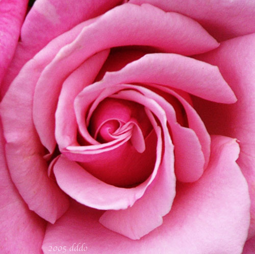 صور رائعة A050617pinkRose511b