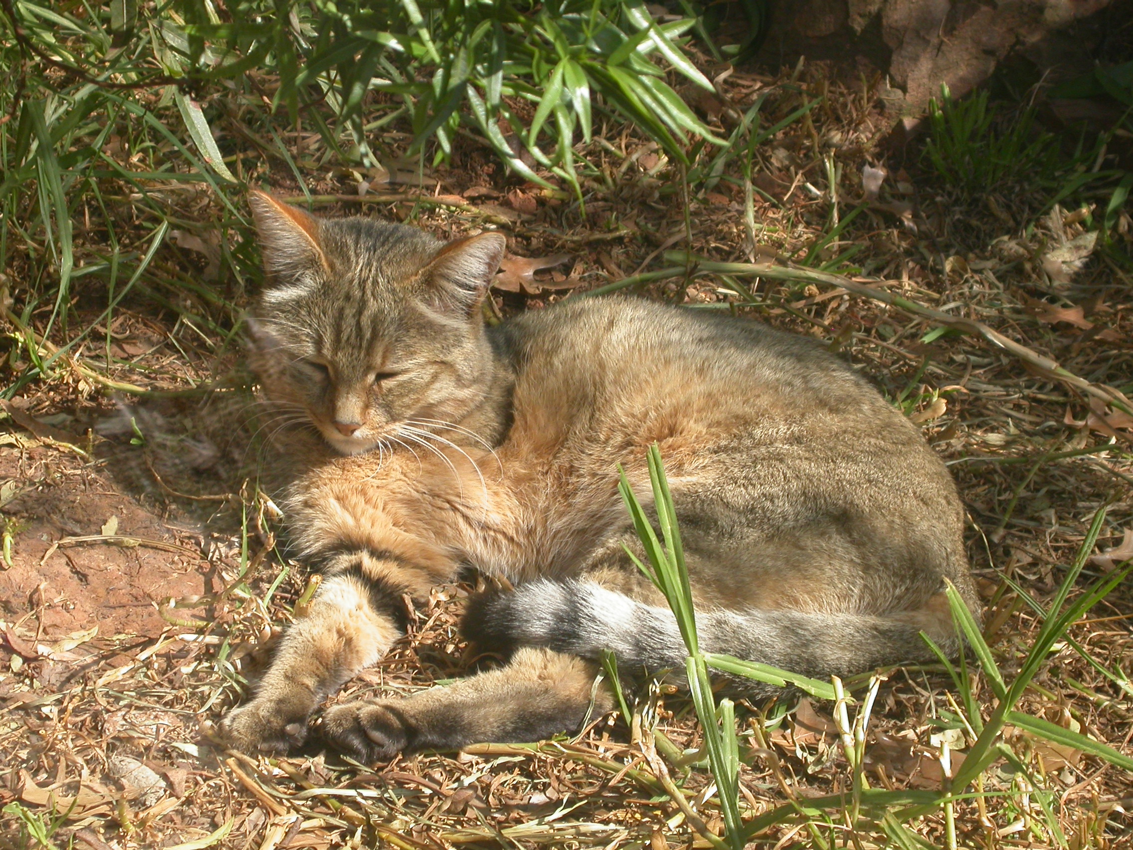 WarriorCats AfricanWildCat