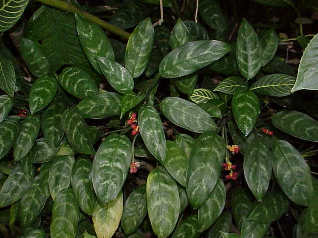 الاجلونيما Aglaonema_commutatum2