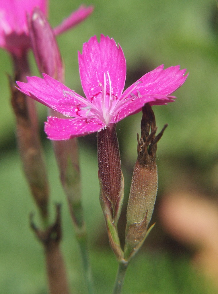 VƯỜN CÂY ĐV II - Page 4 Dianthus_deltoides_060805a