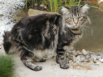 Charakter (werden von Charakterleitung gespielt) Mainecoon1