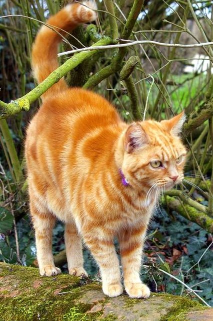 Chara-Bogen Thaxted_cat_-_geograph_org_uk_-_855784