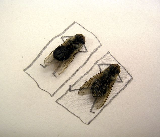 شوفو الدبان لما ايكسد شن ايدير Dead_flies_art_03