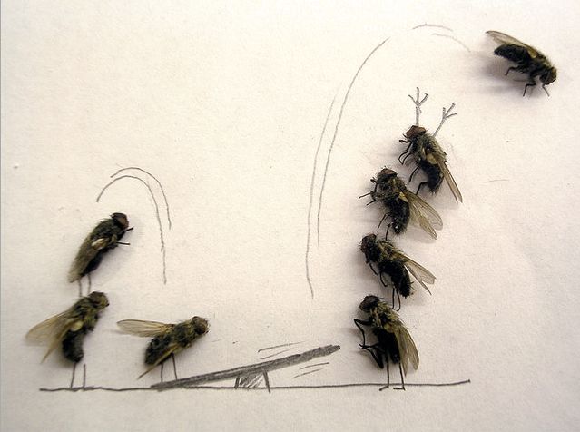 شوفو الدبان لما ايكسد شن ايدير Dead_flies_art_05