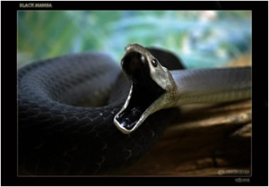 Un python tue deux enfants Black_Mamba
