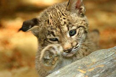 #La Tierra está a las puertas de la sexta extinción masiva de vertebrados#UNA CIVILIZACION SE JUZGA POR COMO TRATA A SUS ANIMALES 20100525095707-lince-iberico-cachorro