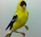 IMAGIER COLLECTIF - Page 17 188_Goldfinch-59x53