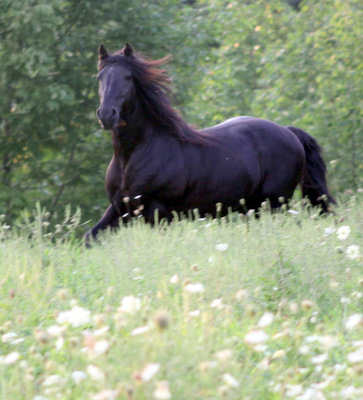 Bios Go Here! Horses-Deerfields-Javron-026