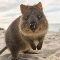 15 ans .. un animal  - ptit loulou  17 avril trouvé par ajonc Quokka-200x200