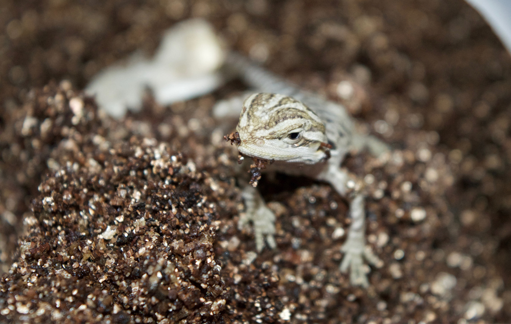 Naissance Pogona 1petit_4