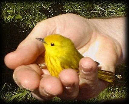 عايز اعمل مسابقه Yellow_warbler_in_parker