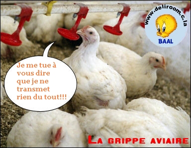 grippe aviaire Aviaire%20humour