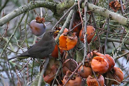 les oiseaux ont froid  Merle1