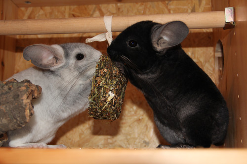 Sweetie & Twister Chinchilla_02_sept2012_007