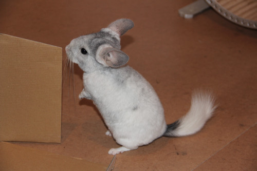 Sweetie & Twister Chinchilla_02_sept2012_057