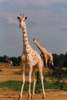 Les girafes Girafe3