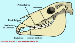 Les dents  - Page 2 Dentition-3-300x173