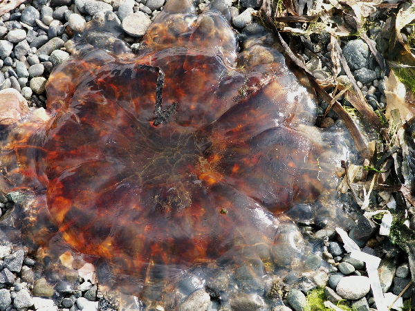 Drôle de chose sur la plage InnJelly4