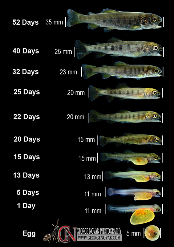 truite..... Growing-chart-2